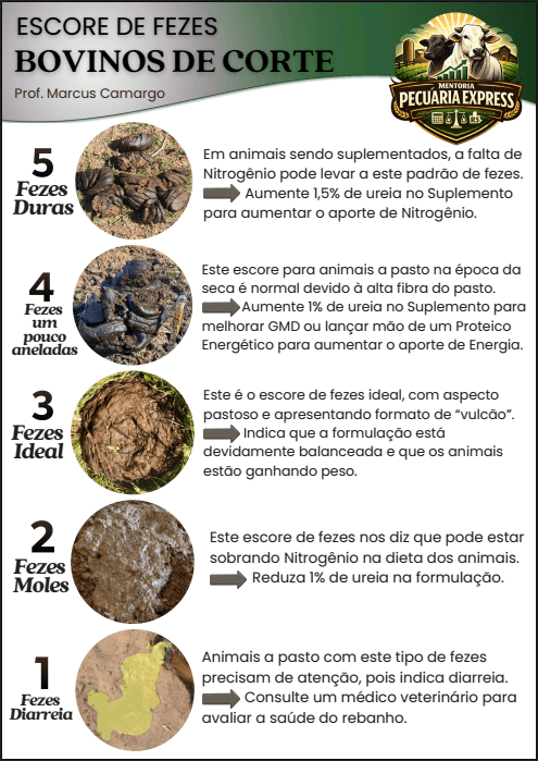 Guia de Escore de Fezes